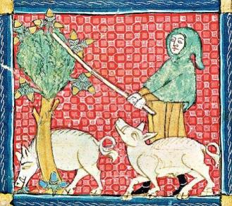 pigs-and-acorns